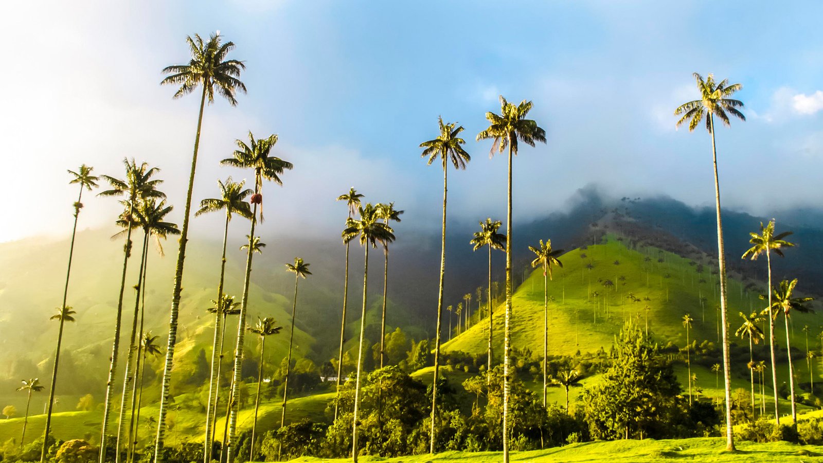 Salento y Valle de Cocora: Estrellas del Quindío - Panorama de las Américas