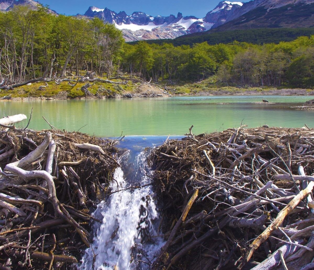 Represa de Castor