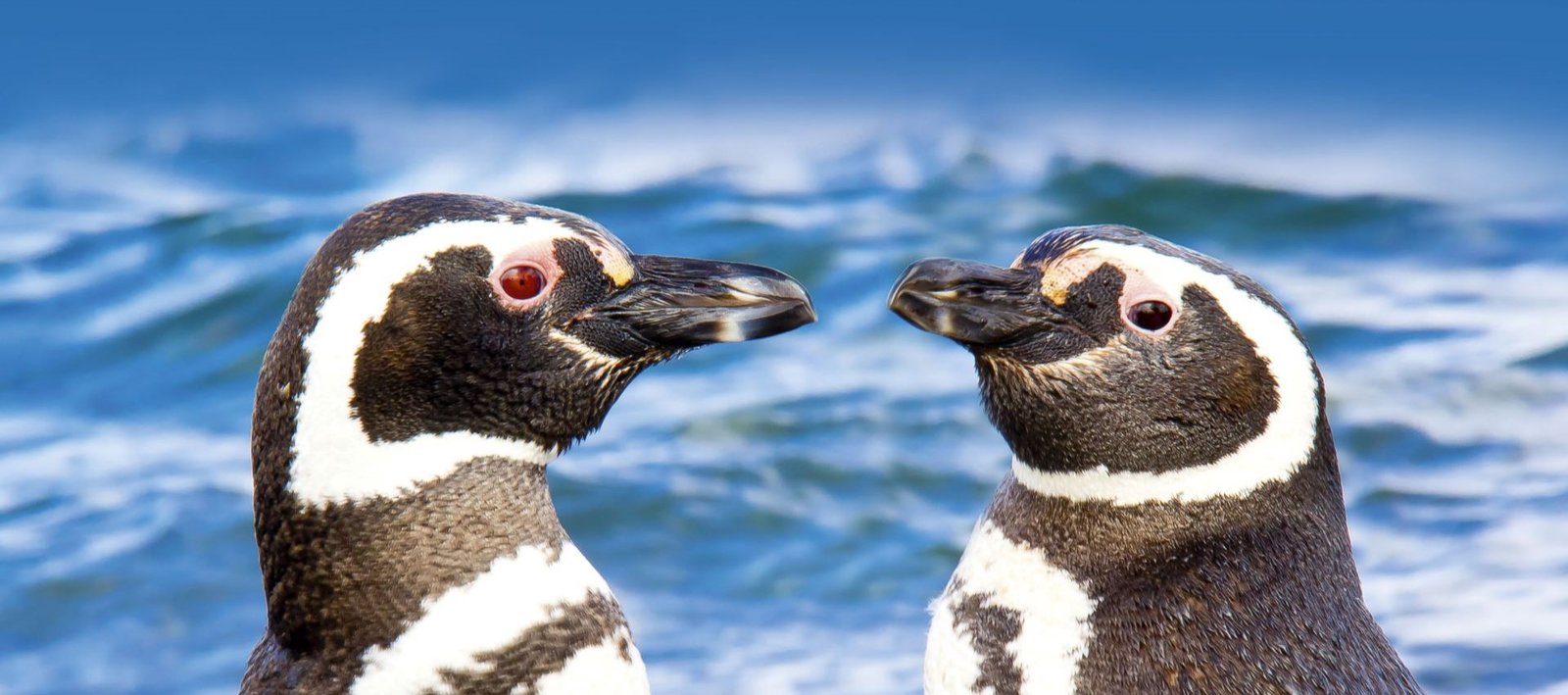 Pingüinos Closeup Estancia Harberton