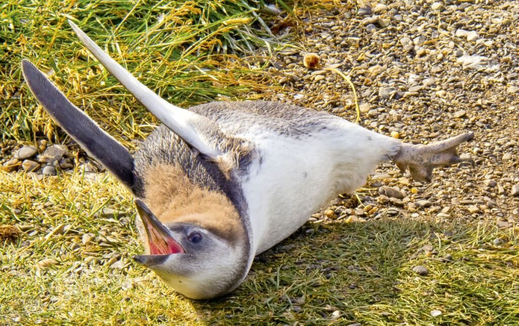 Polluelo pingüino pidiendo comida