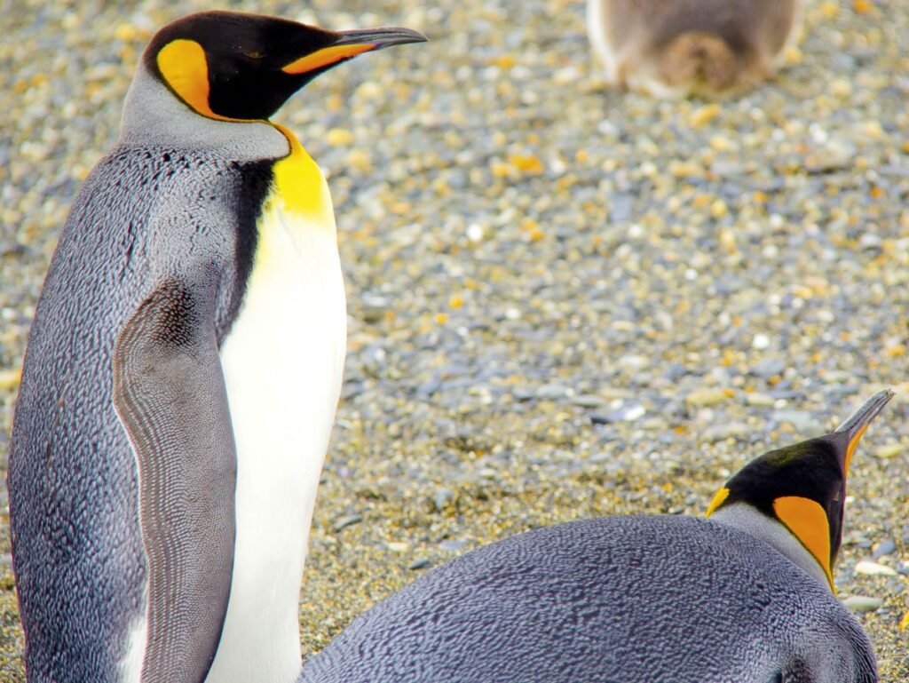 Polluelos de Pingüino en Isla Martillo