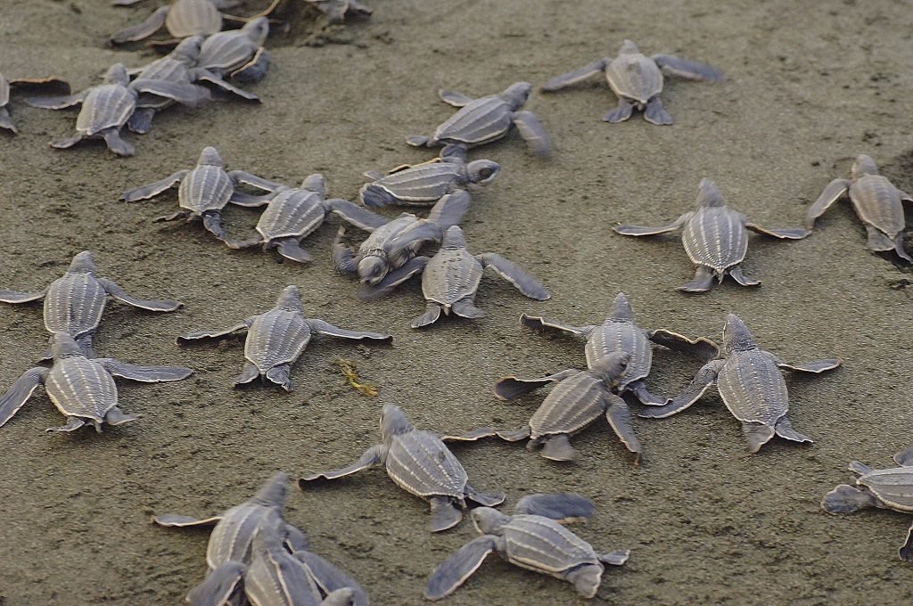 Tortugas en Costa Rica