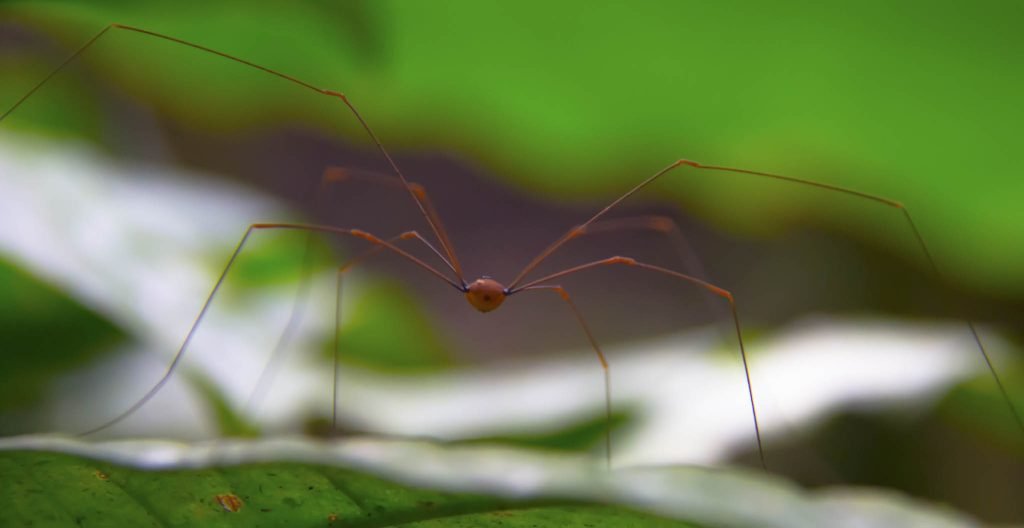 Araña de Costa Rica