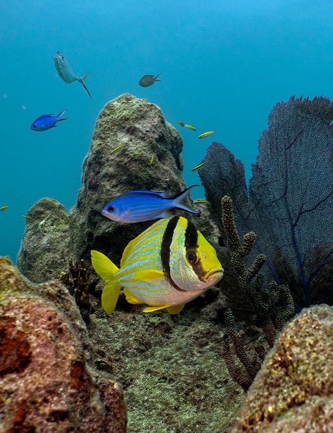 Submarinismo en Bahamas