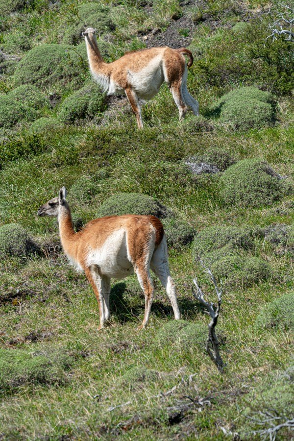 Animales en Patagonia