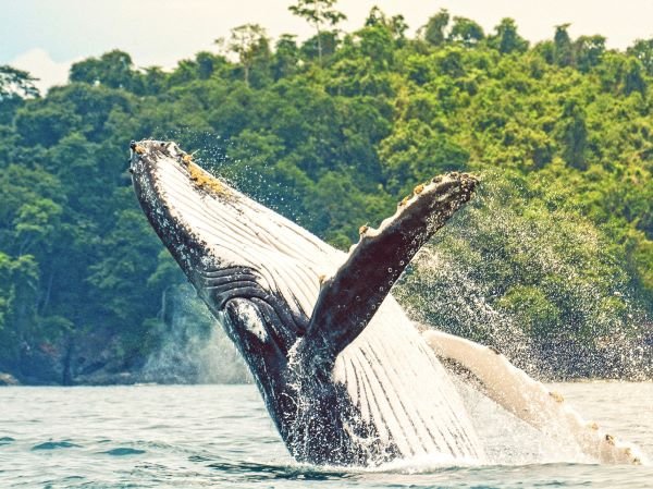 Whale Watching Season