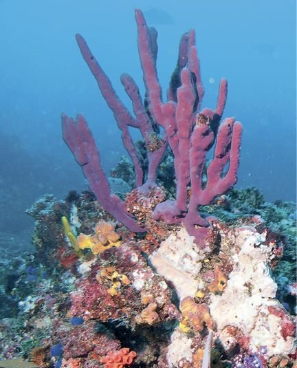 Arrecife de coral en Panamá