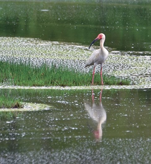 Pájaros en Chiriquí