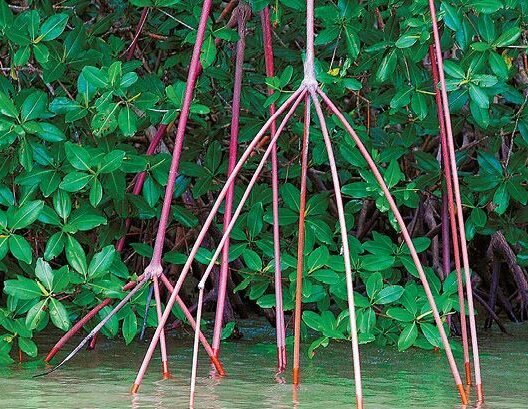 Manglar Chiriquí