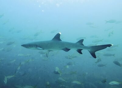 Tiburón en Coiba