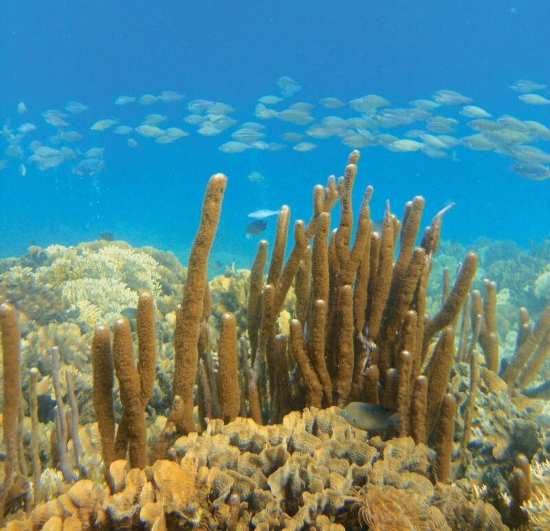 Arrecife de coral en Isla Perro Chico