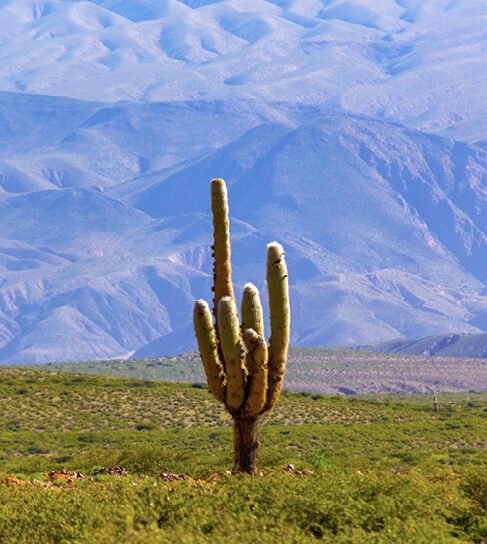 Cactus, Jujuy