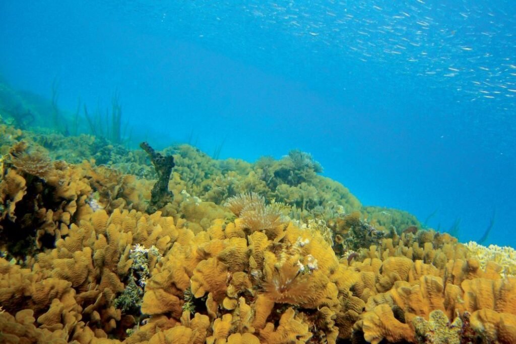 Arrecife de coral Guna Yala