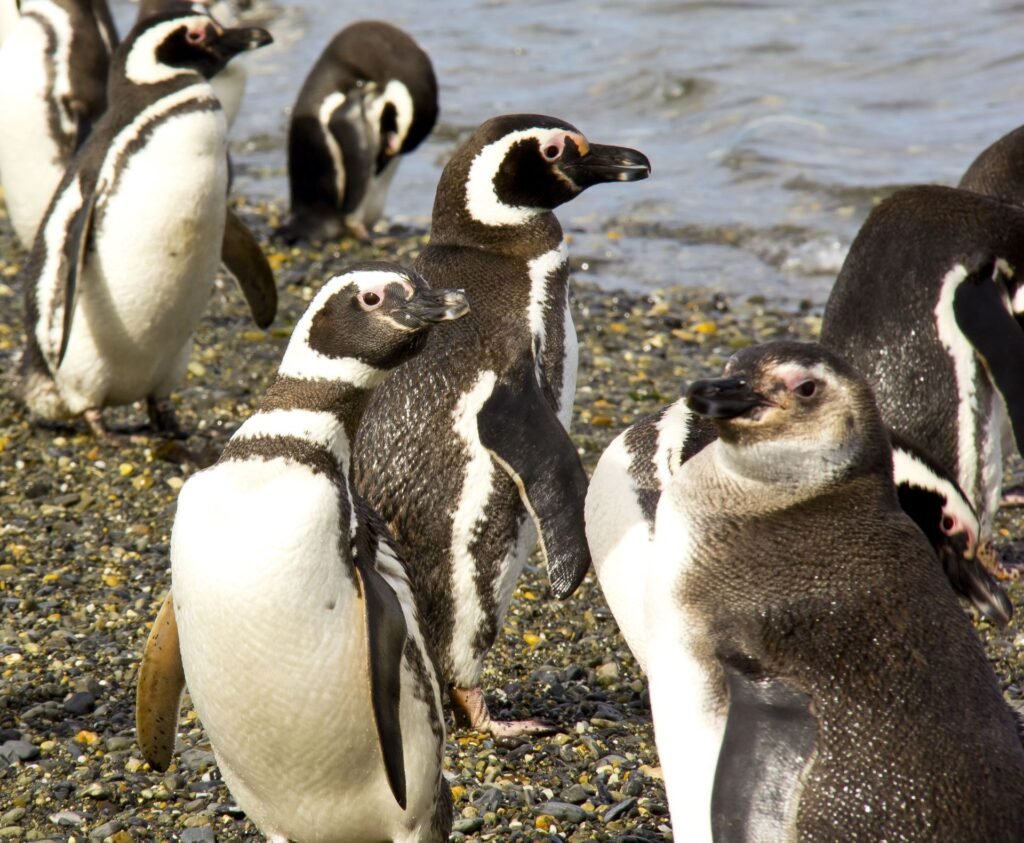 Pingüinos en Isla Martillo