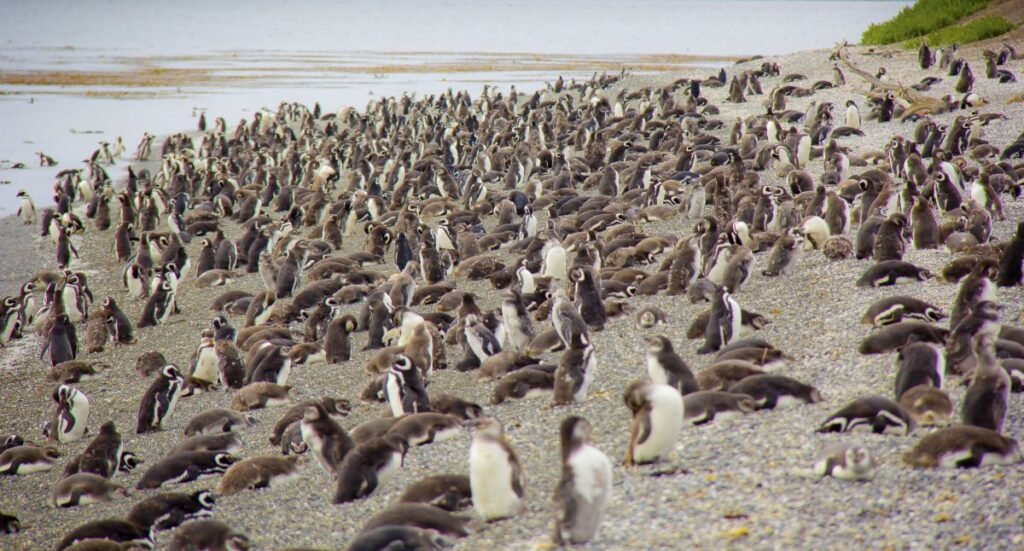 Pingüinos en la playa de Isla Martillo