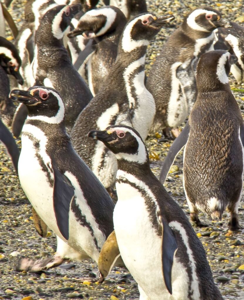 Pingüinos en grupo