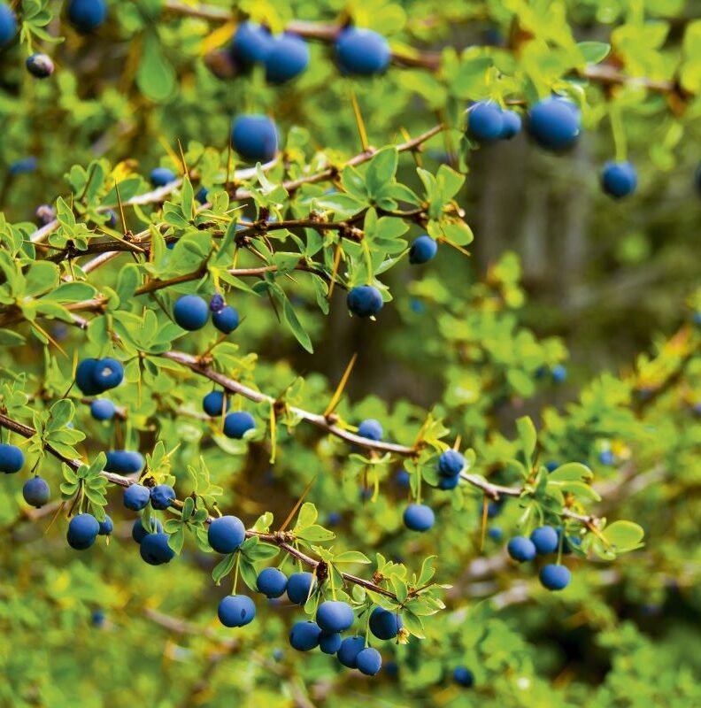 Frutos del bosque