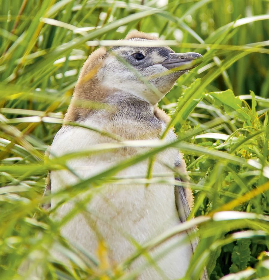 pingüino joven