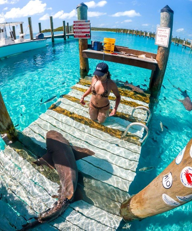 Tiburones en Compass Cay, Exum, Bahamas