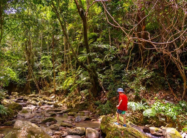 Forest El Yunque