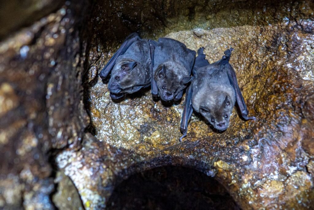 Bats - Bocas del Toro