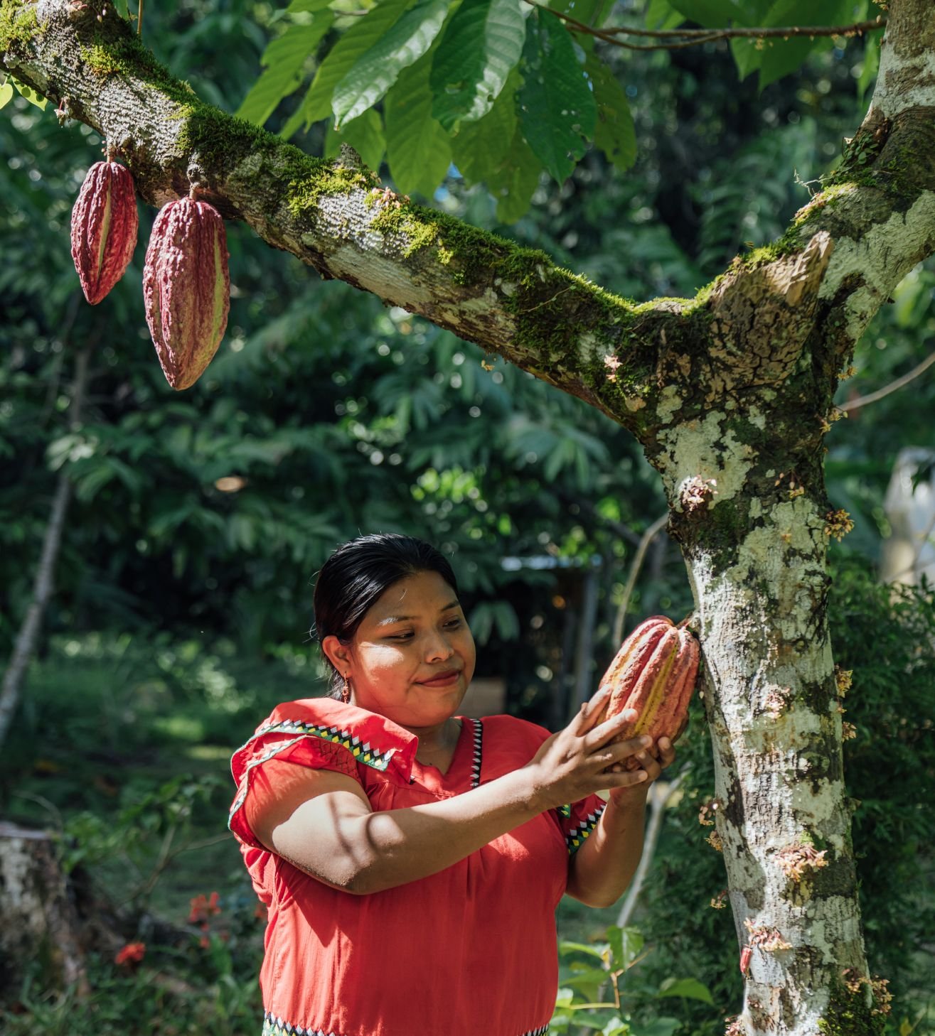Cacao - Bocas del Toro