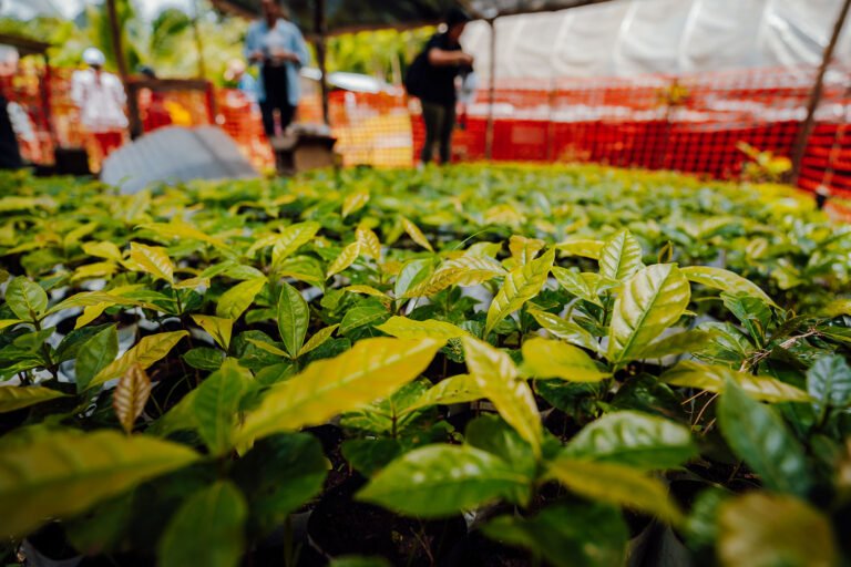 Cuencafe-Panama