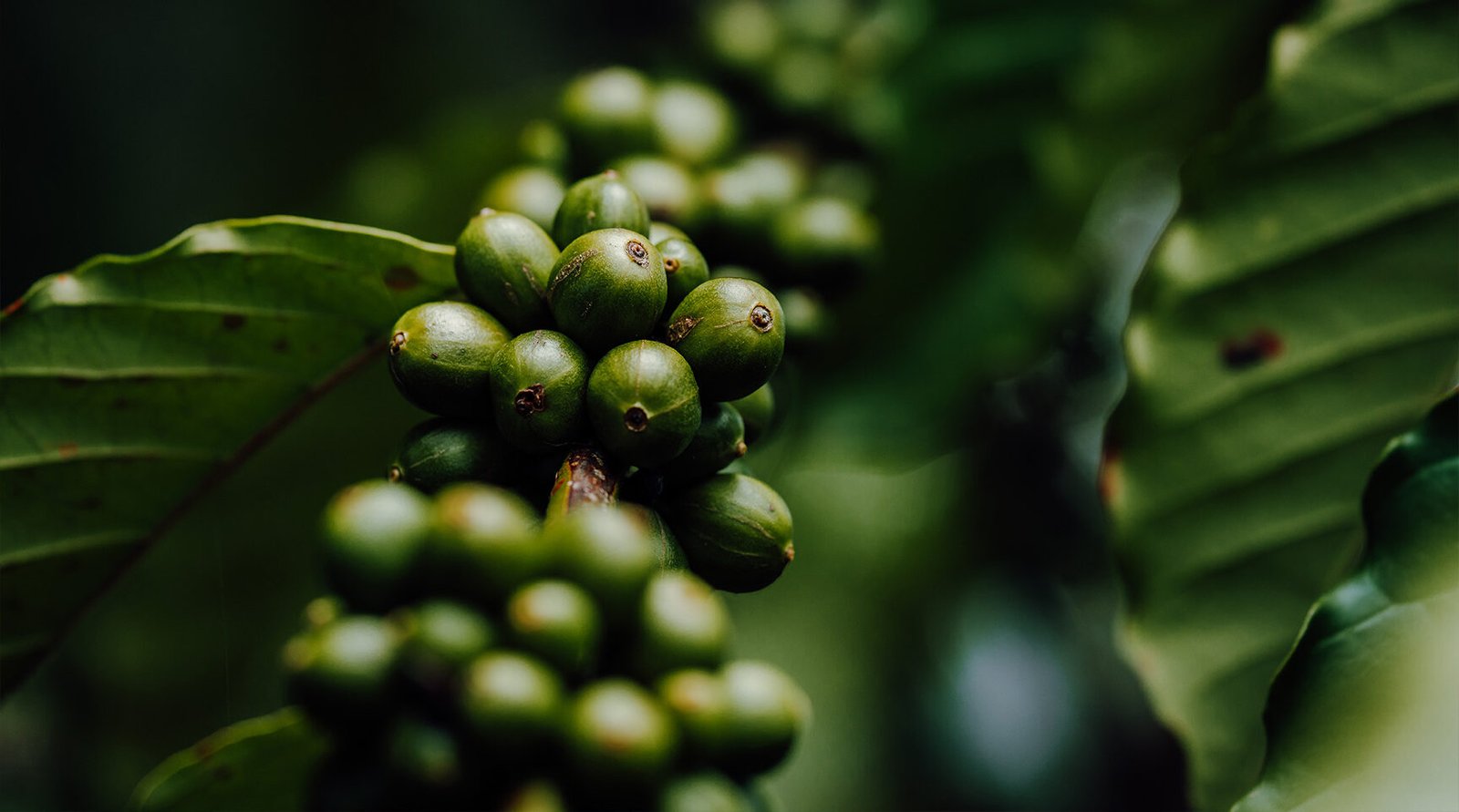 Cuencafe-Canal-de-Panama