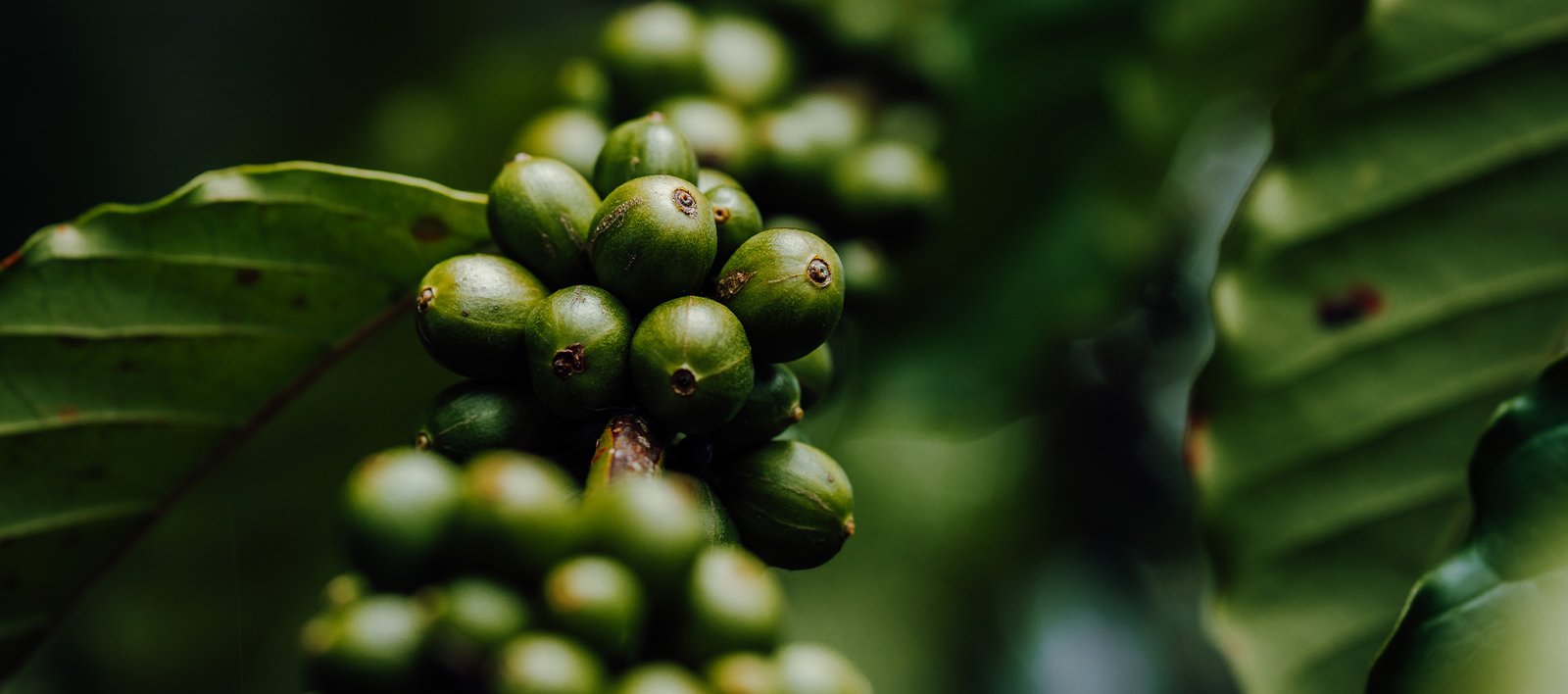 Cuencafé-Panamá