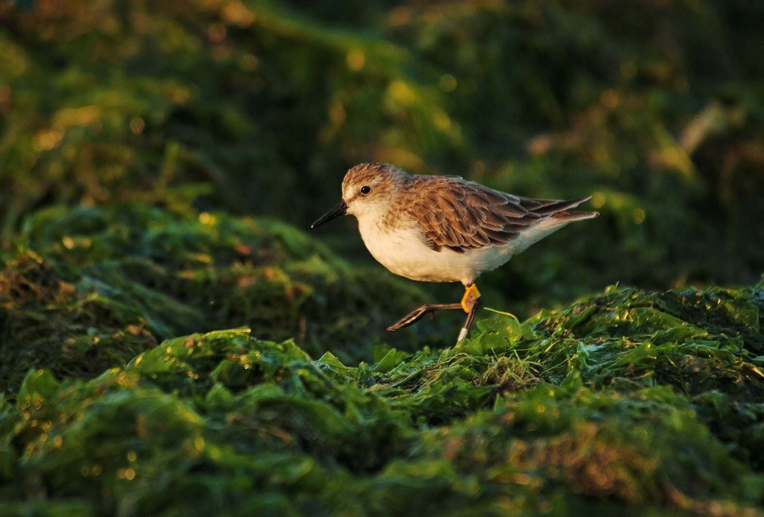 Birds - Paracas
