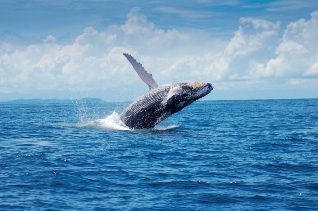 BALLENA Jorobada