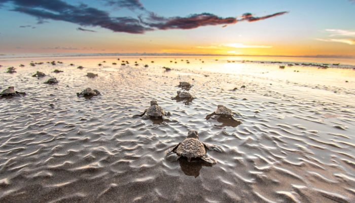 Panama: Natural Refuge for Whales and Sea Turtles