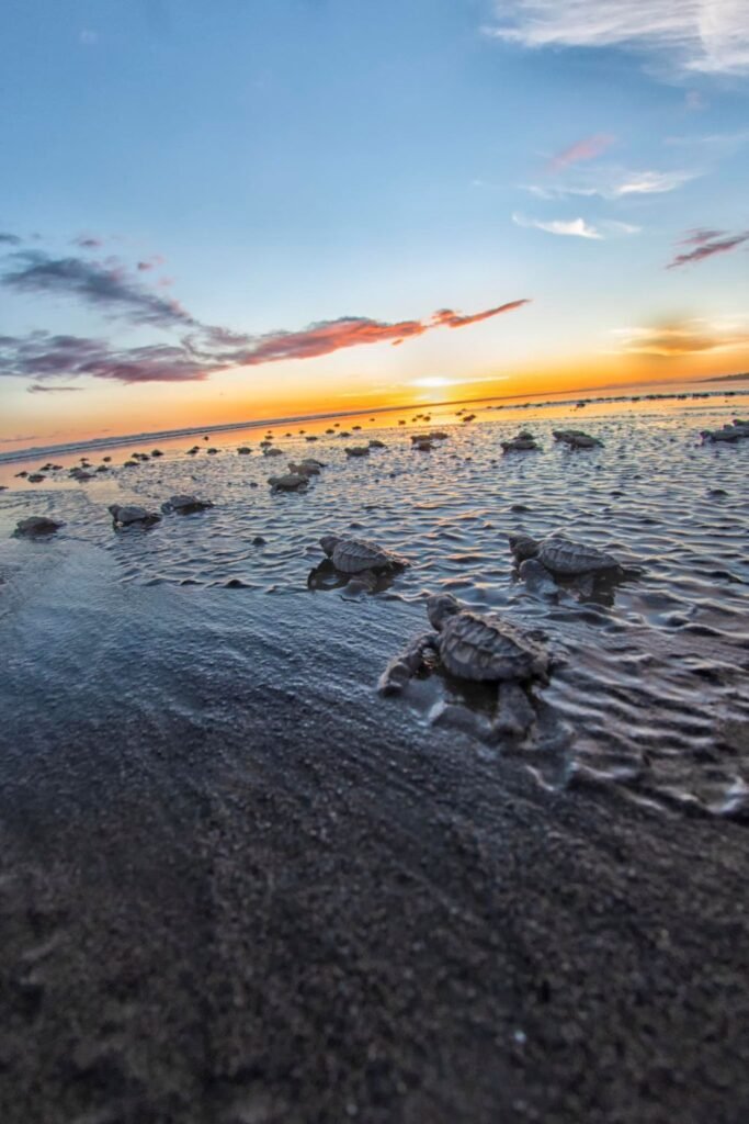 Tortugas-y-Ballenas-Veraguas