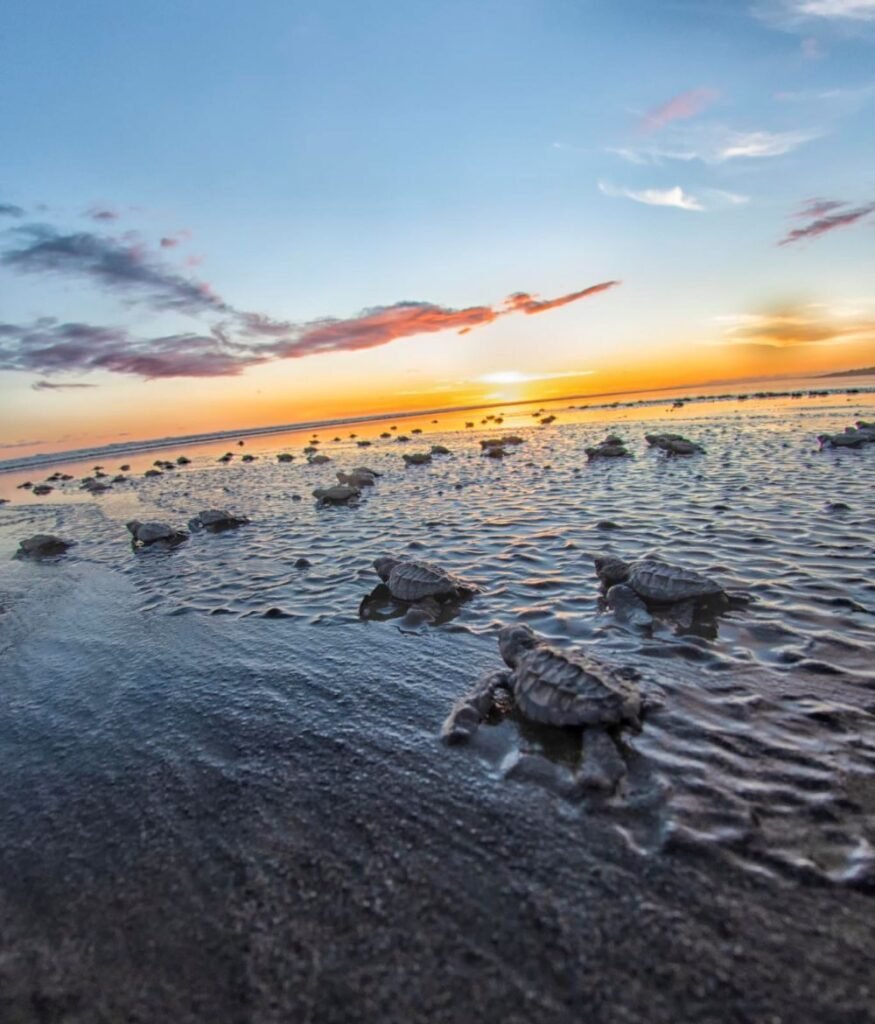 Tortugas-y-Ballenas-Veraguas