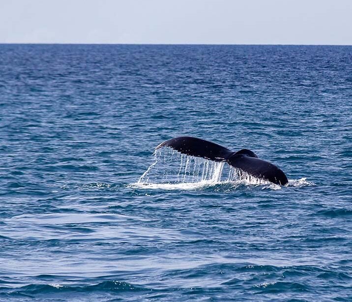 AVISTAMIENTO-BALLENA-PANAMA