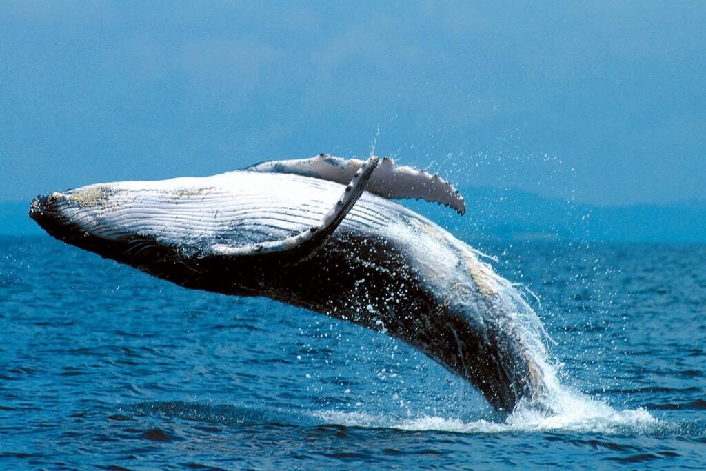 WHALE-WATCHING-PANAMA