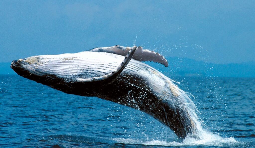 AVISTAMIENTO-BALLENA-PANAMA