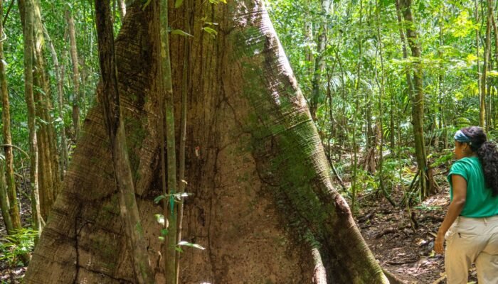 "Investigadora caminando junto a un árbol gigante en la selva tropical de Barro Colorado, Panamá."