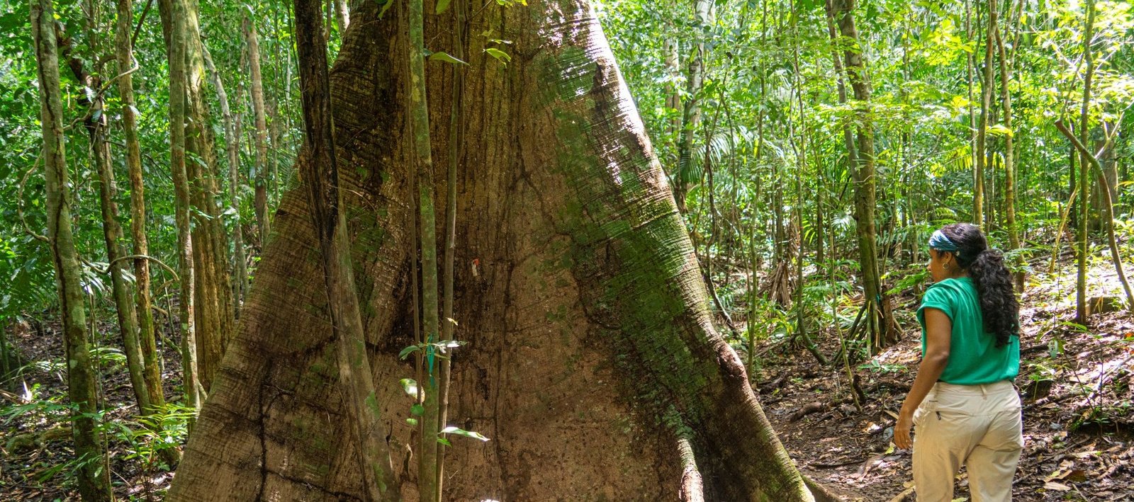 "Investigadora caminando junto a un árbol gigante en la selva tropical de Barro Colorado, Panamá."