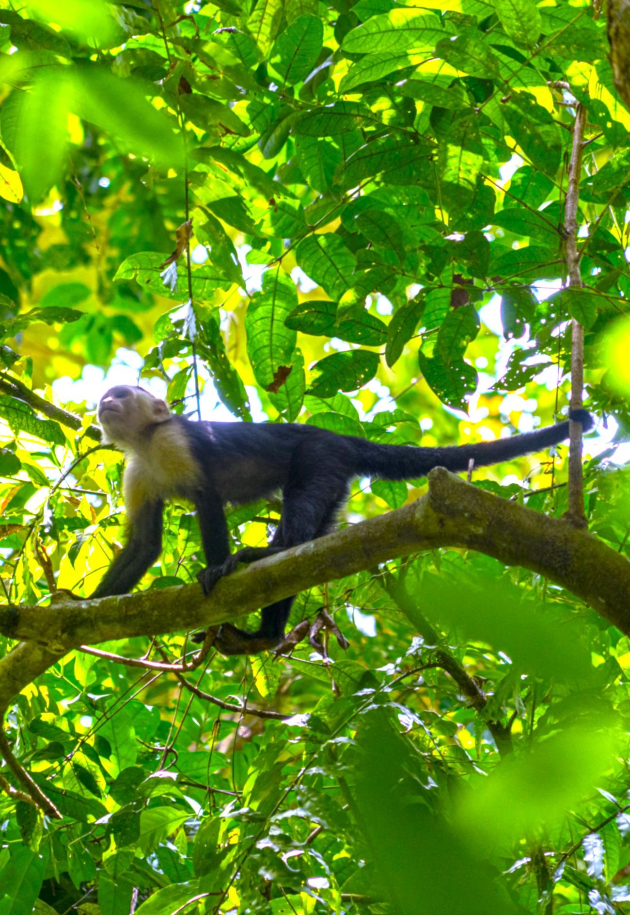 Mono capuchino desplazándose entre las ramas del bosque tropical en la isla Barro Colorado, Panamá.