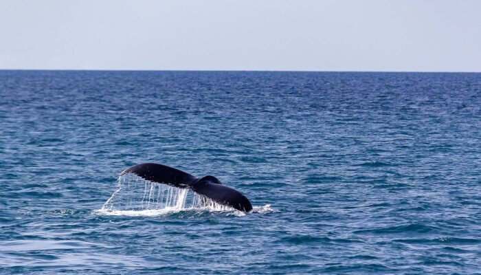 Portada Web Ballena