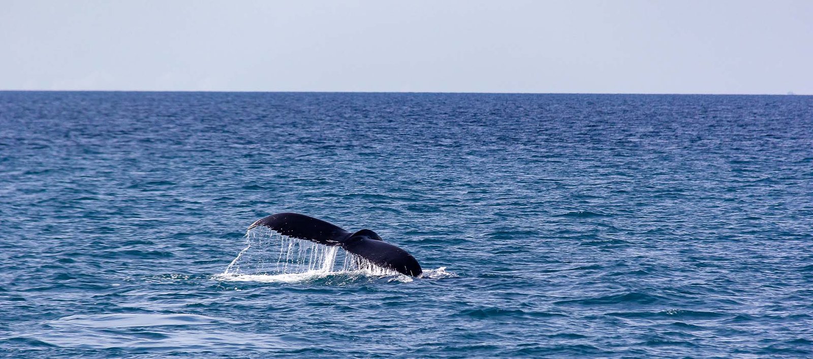 Portada Web Ballena