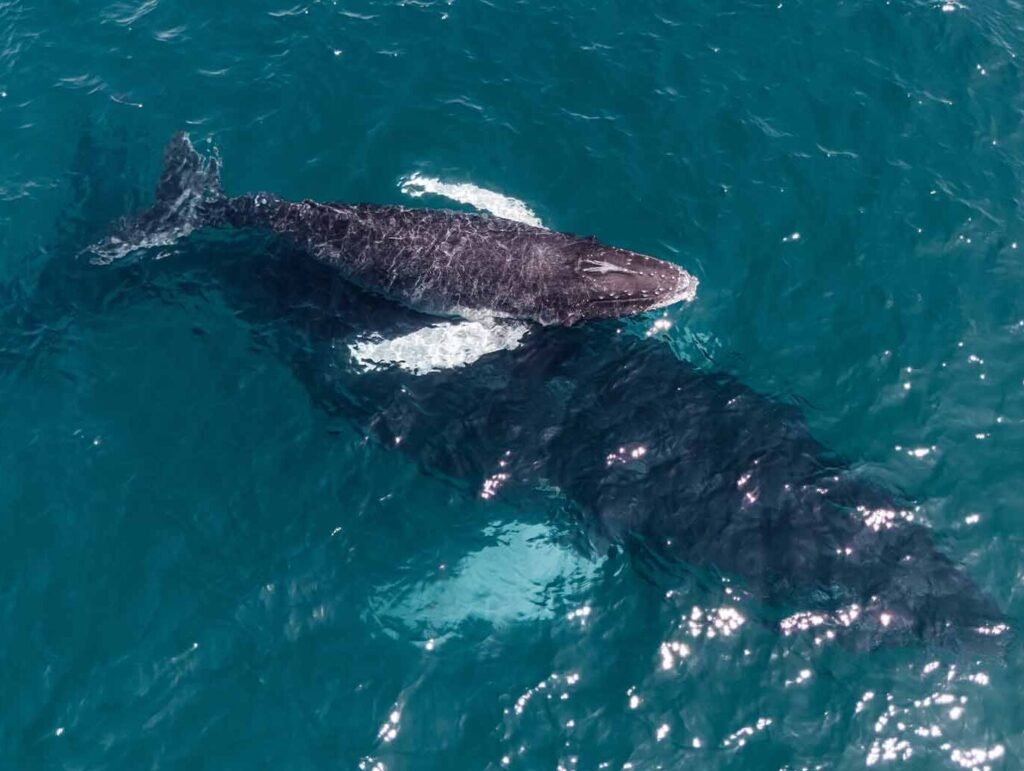 WEB-BALLENAS-PANAMA-LAS-PERLAS
