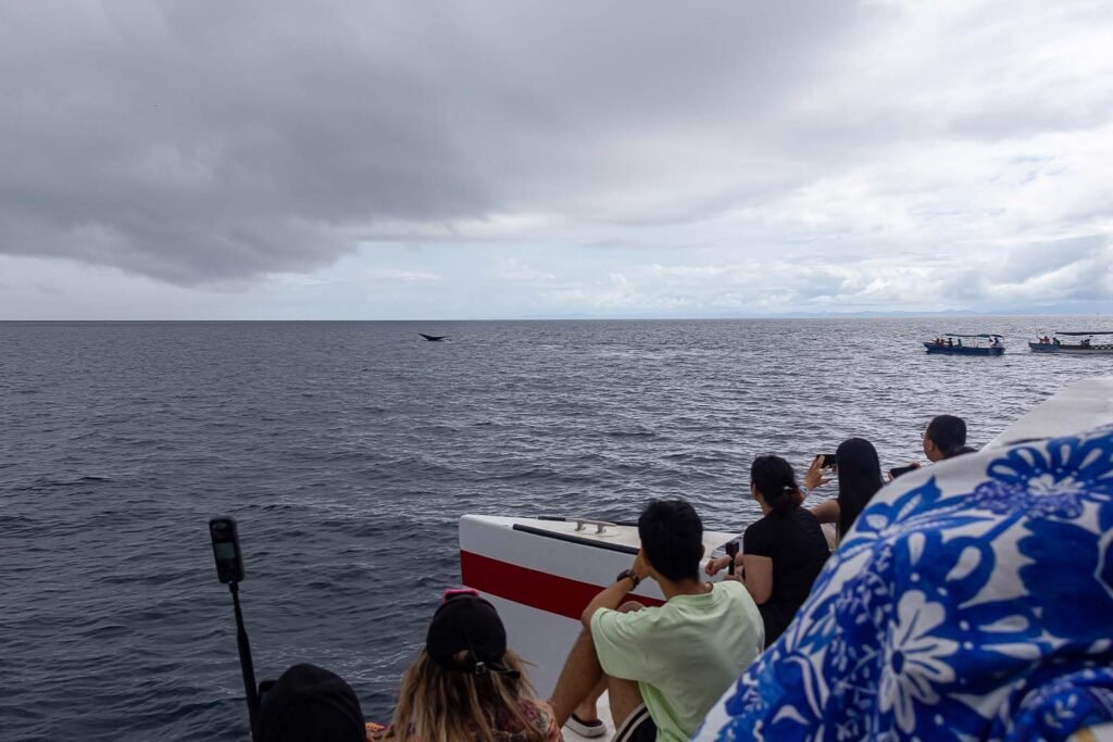 WEB-LAS-PERLAS-PANAMA-BALLENAS