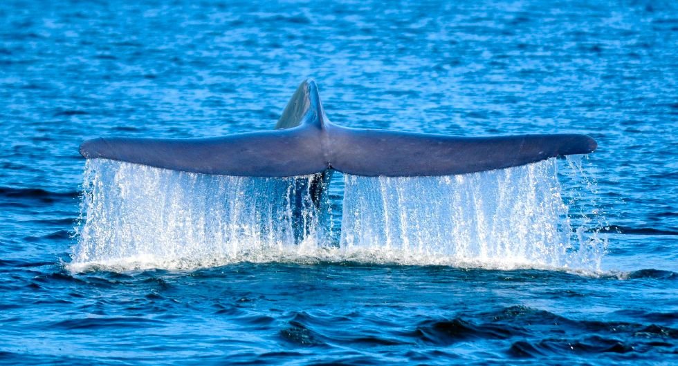 Ballena Azul