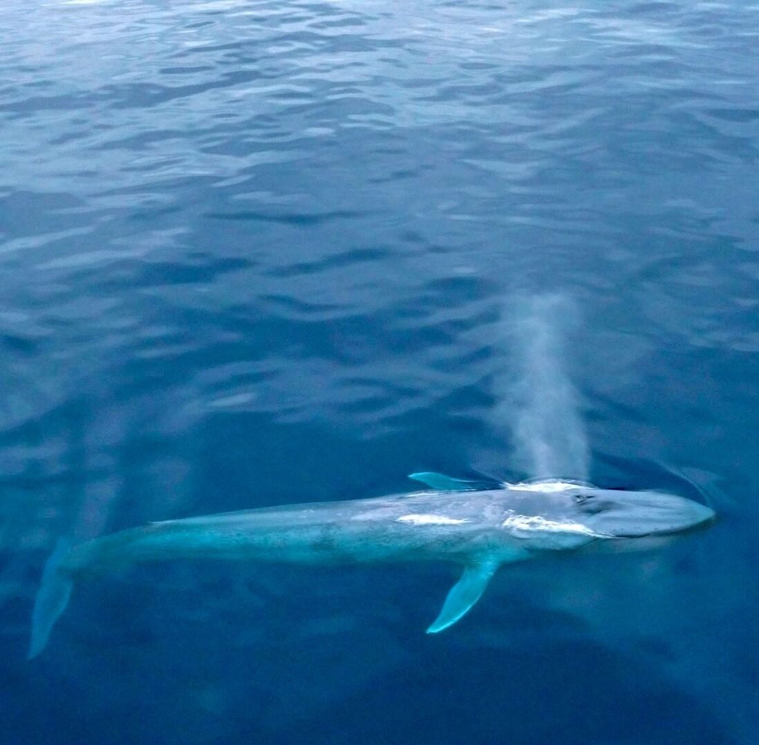 Corredor Azul Ballenas