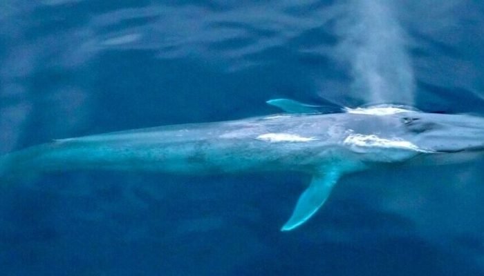 Corredor Azul Ballenas