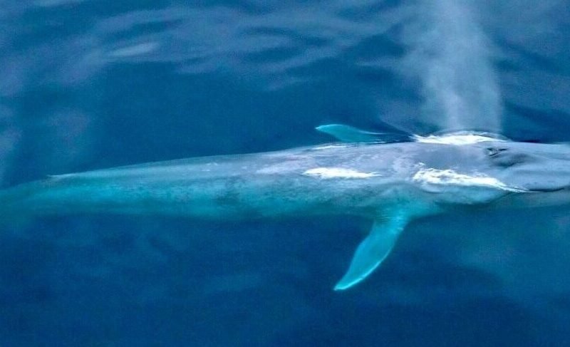 Corredor Azul Ballenas