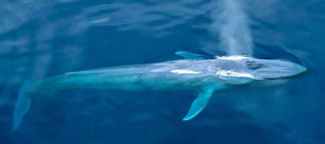 Corredor Azul Ballenas