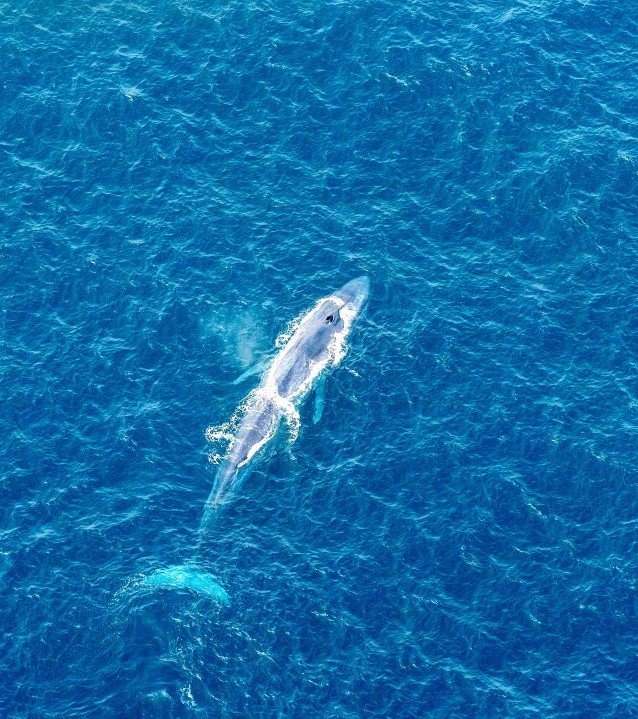 Ballenas en el Corredor azul